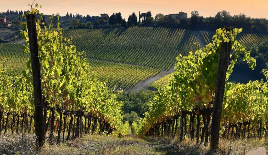 Agricoltura, 29 bandi per un totale di 245 milioni: approvato cronop...
